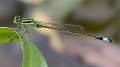 Ischnura senegalensis male-1788